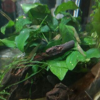 ミナミヌマエビ20～30匹程度の画像