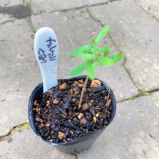 レモンバーベナ 植物苗 ミント ハーブ