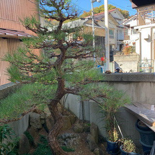 😁庭木剪定・草刈り気軽におまかせ下さい😁