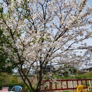 大きな桜の木！！！あげます！！