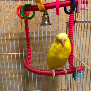 セキセイインコの里親さん募集