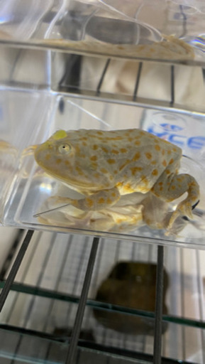 バジェットガエル