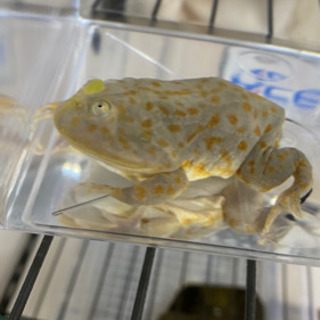 バジェットガエル