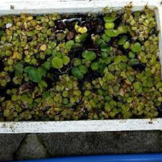 お待たせしました、春です 格安‼️ 水草販売中‼️ 