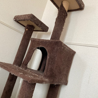 キャットタワー(お話中)