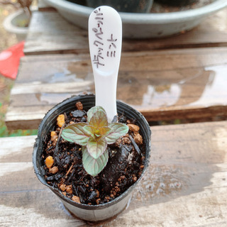 ブラックペッパーミント植物苗 ミント