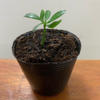 ラカンマキ 観葉植物 植物苗