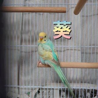 セキセイインコ 2羽