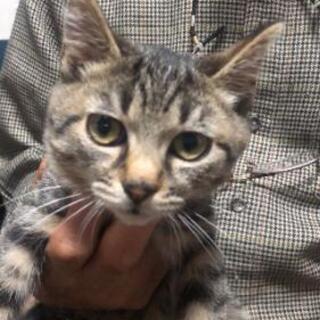 子猫ちゃん 里親募集 