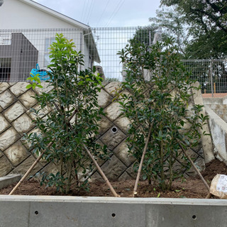 お庭の目隠し、緑を増やしたい方植栽致します。