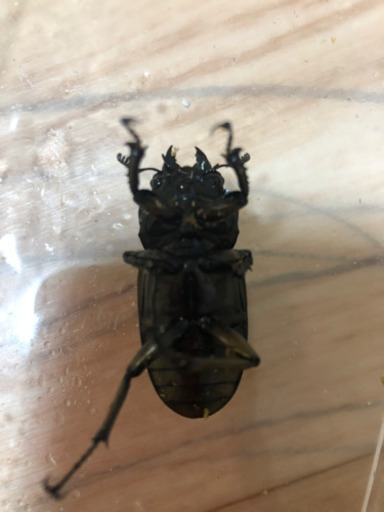 ババオウゴンB品♀