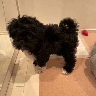 愛嬌たっぷり！最後三ヶ月の小型犬/里親募集