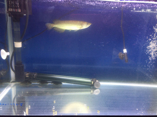 熱帯魚　魚　ノーザンバラムンディ　60水槽セット　