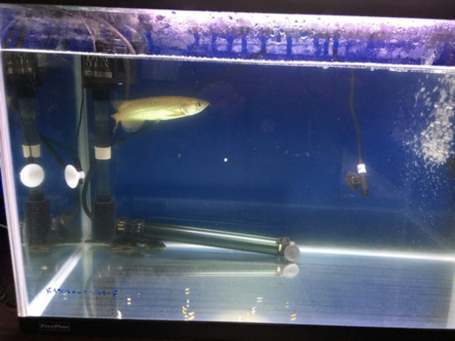 熱帯魚　魚　ノーザンバラムンディ　60水槽セット