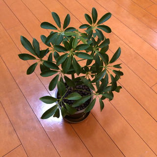 感謝☆お取引済　観葉植物　　ホンコンカポック　　虫が発生しないハ...