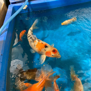 錦鯉の画像