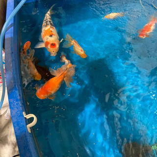錦鯉の画像