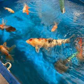 錦鯉の画像
