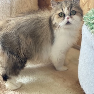 個性が光るエキゾチックロングヘアーさん