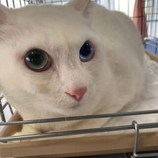 推定5歳位　オッドアイの白猫くん【4/4(日曜日)　🌟譲渡会🌟】