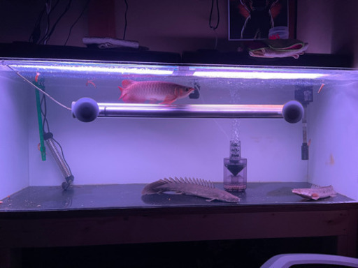 水中蛍光管　アロワナ色揚げ用ライト