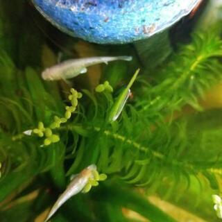 鱗光メダカの卵
