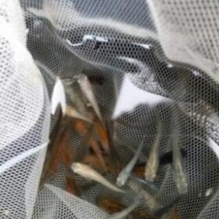 メダカすくい　改良　めだか　カラフルの画像