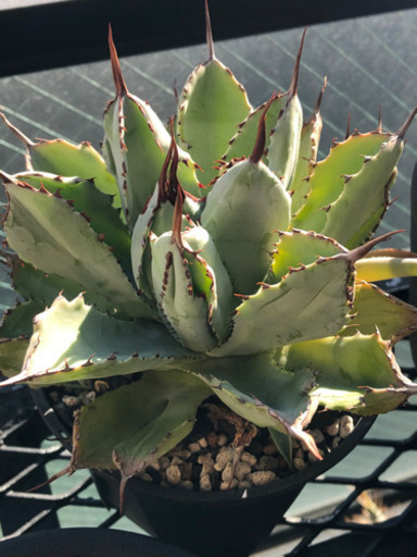 アガベ  キュービック