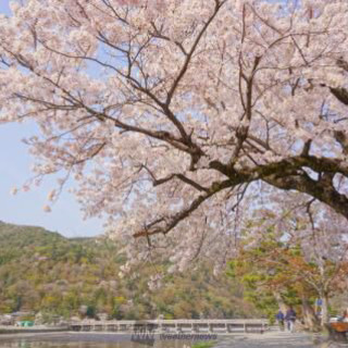 4/1の昼間暇な方、嵐山の桜見に行きましょ♬