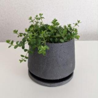 【観葉植物】ペペロミア イザベラ