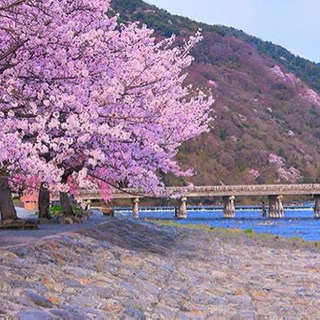 4月14日　一緒に京都を散策しませんか？🙋🏻 - 甲賀市