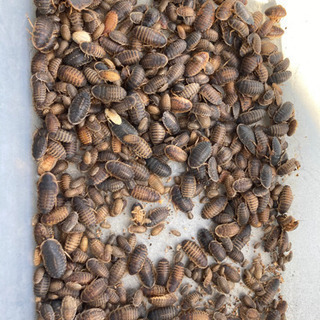 デュビア100匹1000円の画像