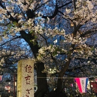 春がきた！今日の夕方から、飲んだり& 夜桜見に行きませんか？🌸✨✨
