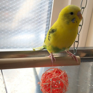 セキセイインコ探しています