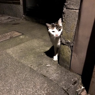 里親様見つかりました。ありがとうございます。 - 金沢市