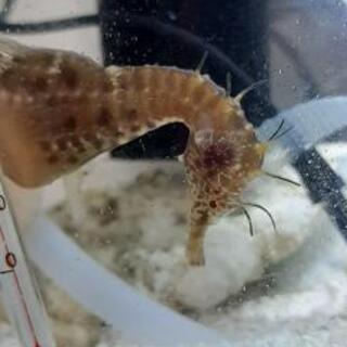 海水魚　タツノオトシゴ　ドラゴン　ペア