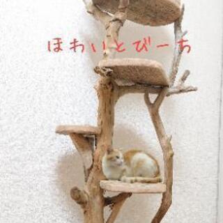 売り切れました。流木キャットタワー4段テーブル・(サイズ中)の画像