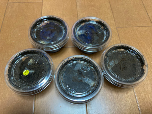 フォルスターフタマタクワガタ亜種ニシ ２令5頭セットチベット産