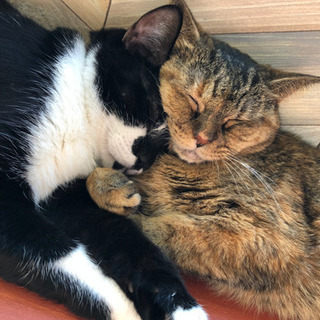 一緒に猫カフェに行きませんか〜？？☺️