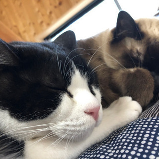 一緒に猫カフェに行きませんか〜？？☺️ - 熊本市