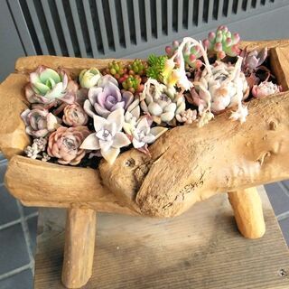 流木鉢＋多肉植物D　売却済み