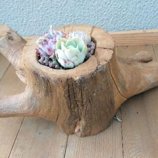 流木鉢＋多肉植物F 売却済み