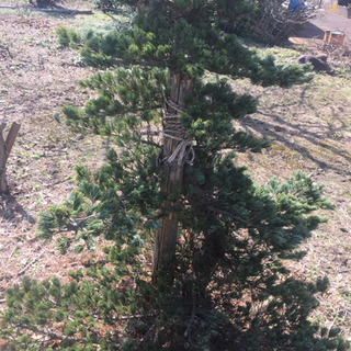 庭木  松の画像