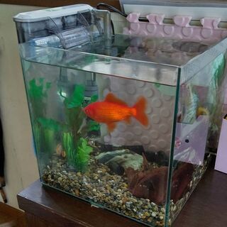 金魚とADA製水槽（キューブガーデン）。ろ過システム、小砂利、石...