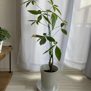 パキラ　差し上げます！