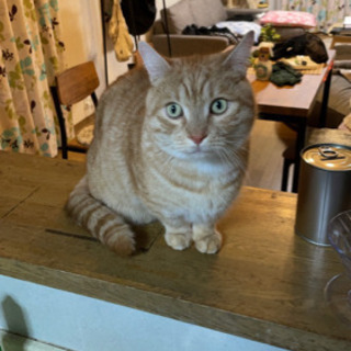 マンチカンの男の子