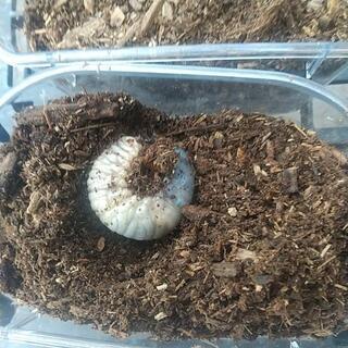 カブトムシ幼虫