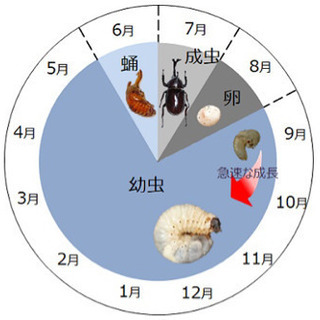 【受付終了】カブトムシの幼虫