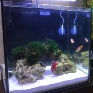 海水魚　水槽セット