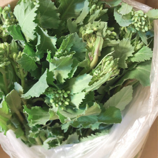 野菜　菜の花　菜花　1束　パスタやからし和え　スープ　肉巻き